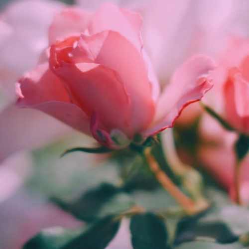 دانلود آهنگ شهلای من حبیب